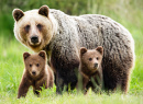 Urso-pardo Fêmea com Filhotes