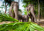 Grupo de Elefantes em Chiang Mai, Tailândia