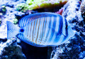 Peixe Zebrasoma