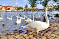 Cisnes e Patos em Praga