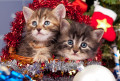 Gatinhos da Sibéria perto da Árvore de Natal