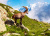 Cabra Montesa nos Alpes Franceses