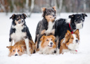 Cães Border Collie na Neve