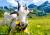 Cabra Branca nos Alpes Austríacos