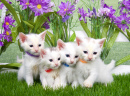 Quatro Gatinhos
