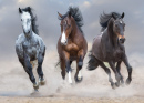 Cavalos Soltos Correndo