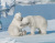 Filhotes de Urso Polar
