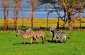 Zebras da Tanzânia