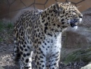 Leopardo