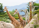 Girafas na Savana Africana