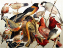 Desenho de Pássaros Exóticos do Século 19