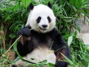 Panda Gigante Comendo Bambu