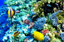 Corais e Peixes Tropicais