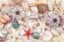 Corais, Estrelas do Mar, Conchas e Pérolas