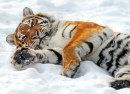 Tigre de Amur na Neve