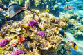 Corais e Peixes Tropicais