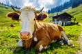 Vaca nos Alpes Austríacos