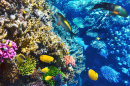 Corais e Peixes Tropicais