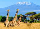 Três Girafas e o Monte Kilimanjaro