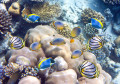 Peixes Tropicais sobre um Recife de Corais