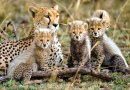 Chita Fêmea com Filhotes, Parque Nacional de Serengeti