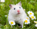 Hamster Branco