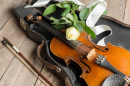 Violino e Rosa