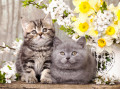 Gatinhos e Flores