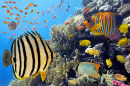 Corais Macios e Peixes Tropicais