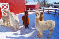 Criação de Alpacas em Nova Jersey