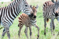 Zebras na Reserva Maasai Mara no Quênia