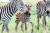 Zebras na Reserva Maasai Mara no Quênia