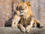 Leão Africano Orgulhoso com Seu Filhote