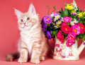 Gatinho da Raça Maine Coon e Flores