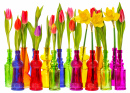 Flores de Tulipa e Narciso