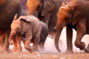 Rebanho de elefantes no deserto de Etosha, Namíbia