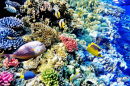Corais e Peixes no Mar Vermelho, Egito