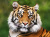 Retrato de um Tigre-de-bengala