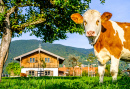 Uma Vaca nos Alpes Austríacos
