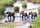 Três Elefantes Cruzando um Rio