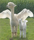 winged llama