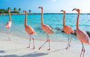 Flamingos Cor-de-rosa, Ilha de Aruba