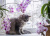 Gato no Peitoril da Janela com Orquídeas