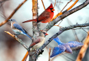 Pássaros Azuis Orientais e Cardeais do Norte
