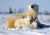 Família de Ursos Polares, Parque Nacional Wapusk, Canadá