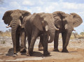 Três Elefantes na África