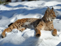 Lince na Neve