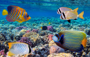 Peixes Tropicais no Mar Vermelho, Egito