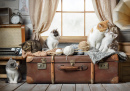 Gatinhos em uma mala