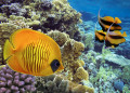 Peixe-borboleta mascarado no recife de coral